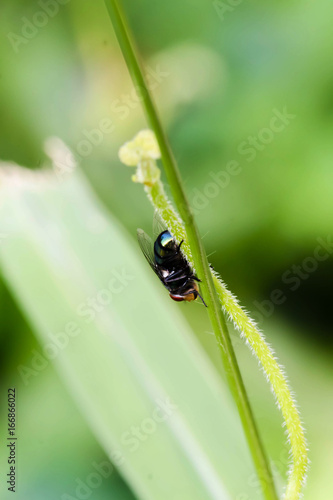 Close up Black single Housefly on the green leaf