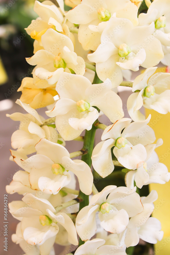 Closeup of White orchid flowers with green leaf Closeup of White orchid flowers with green leaf