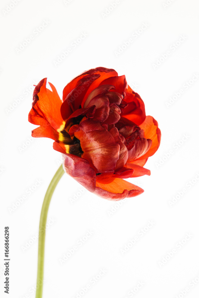 Obraz premium red tulip isolated