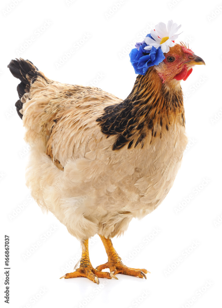 Fototapeta premium Brązowy kurczak.