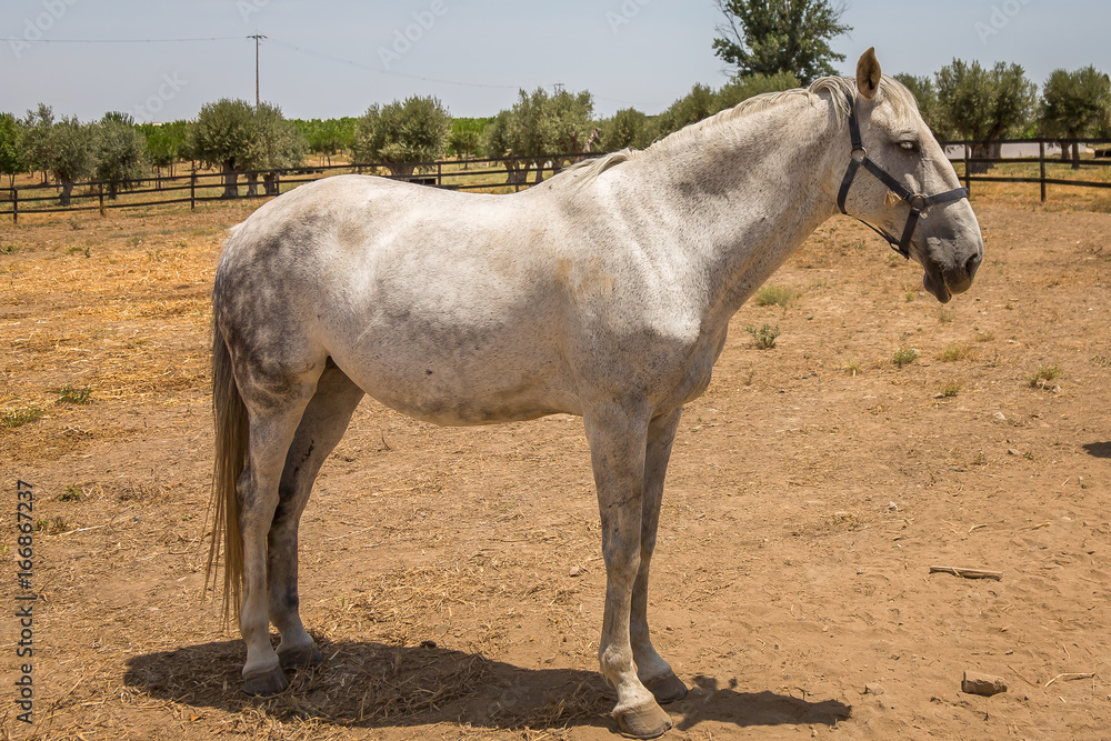 Horses in the Countryside. Exposure of Portuguese Lusitano Horse Horses in the Countryside. Exposure of Portuguese Lusitano Horse