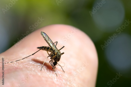 Mosquito drinks blood  The mosquito sits on the surface of the human body and feeds by stabbing the proboscis.Green forest background   © twinlynx