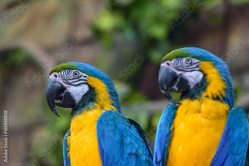 beautiful parrot in zoo © shymar27