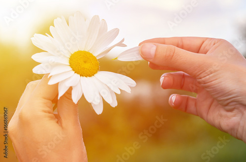 a girl holds chamomile in hand. Big white Daisy with yellow world-renowned place. Health and beauty concept