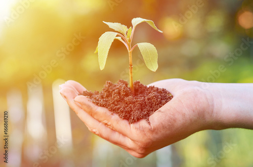 girl takes care of the germ that grows out of the ground. Hard work, homemade food photo