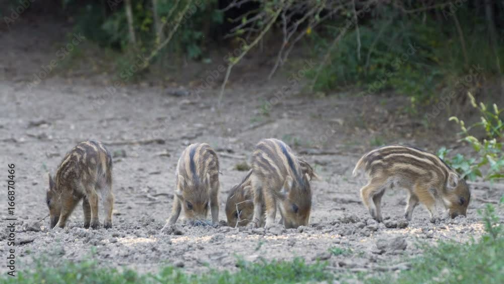 Family of wild hogs Family of wild hogs