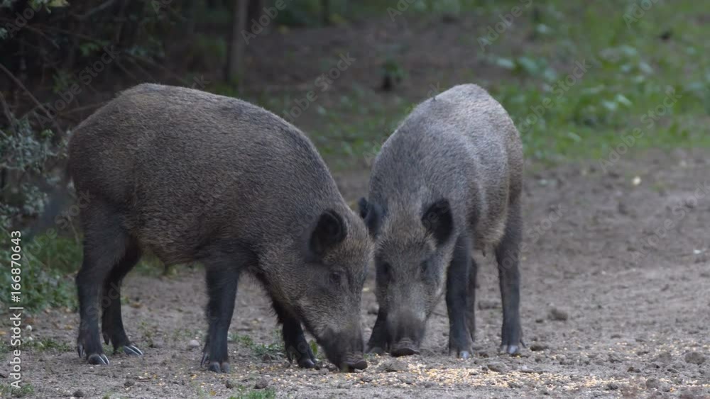 Wild hog sows Wild hog sows