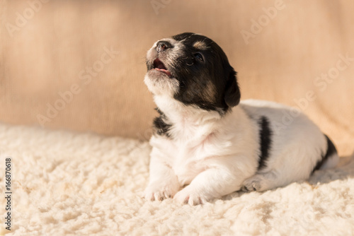 Hunde Welpe - Jack Russell 3 Wochen alt photo