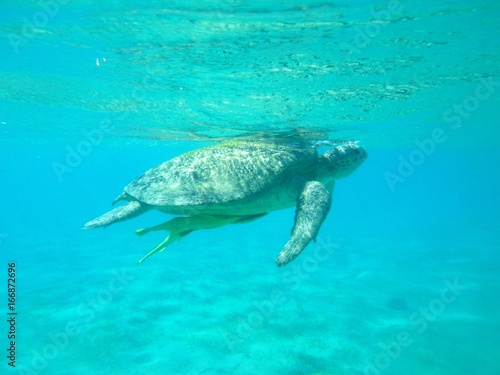 marine turtle © Anatasia