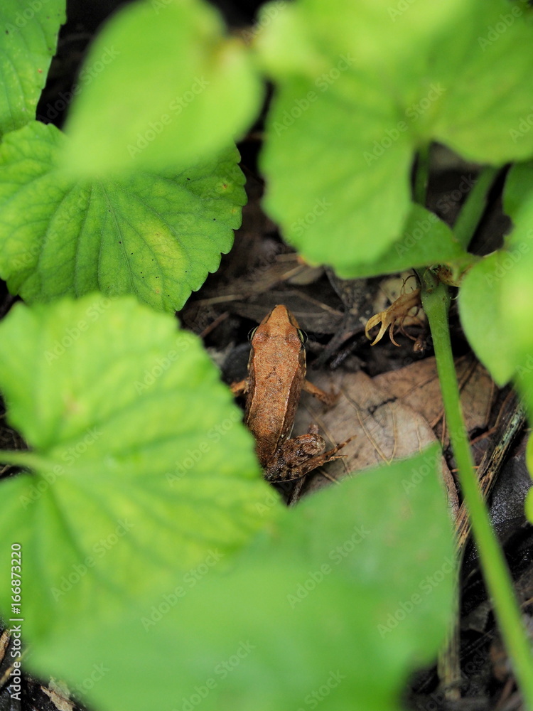 Fototapeta premium 保護色で隠れるカエル