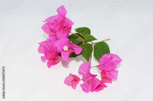 Pembe begonvil