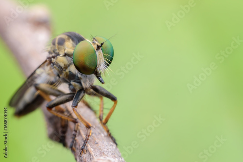 Super macro Robber fly on branch with green background © PK4289