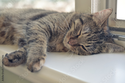 Fototapeta Naklejka Na Ścianę i Meble -  Cute cat sleeping