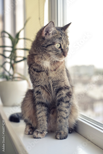 A cat sits on a window sill