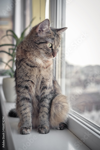 A cat sits on a window sill