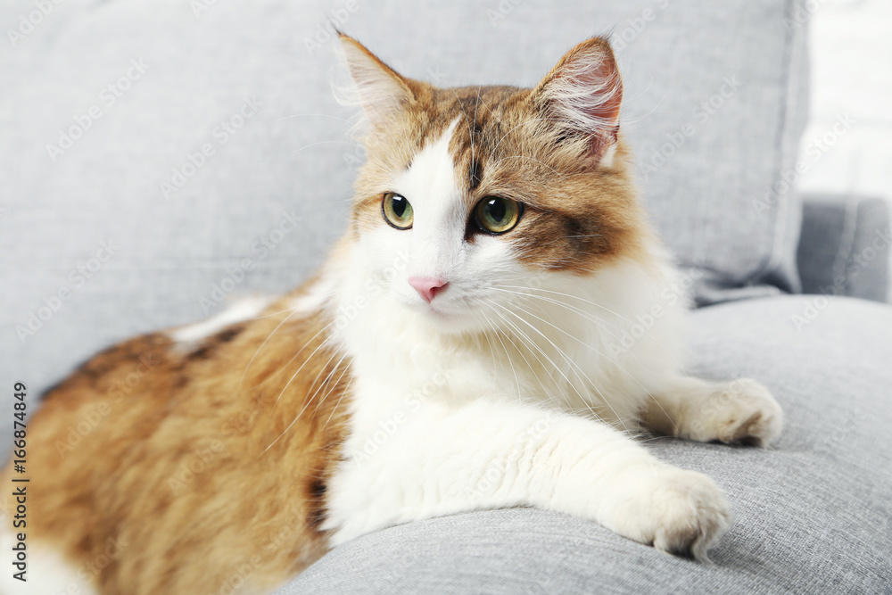 Beautiful cat on a grey sofa, close up