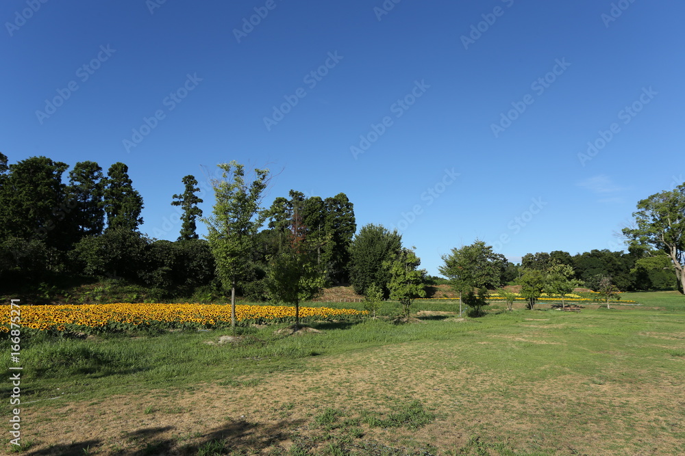馬見丘陵公園のひまわり畑
