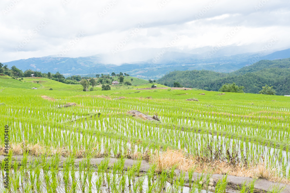 Fototapeta premium green rice field on terrace in mountain valley. beautiful nature landscape in rainy season. agriculture industry