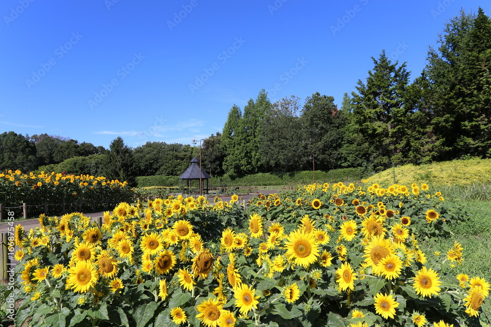 馬見丘陵公園のひまわり