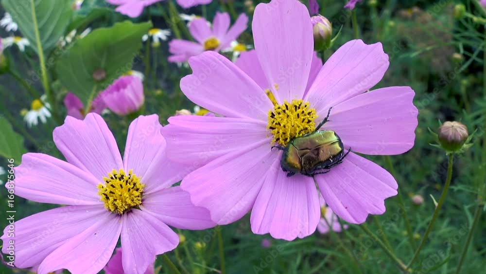 Flower chafer in the pink Cosmos flower. Realtime fhd video or footage