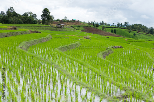 green rice field on terrace in mountain valley. beautiful nature landscape in rainy season. agriculture industry