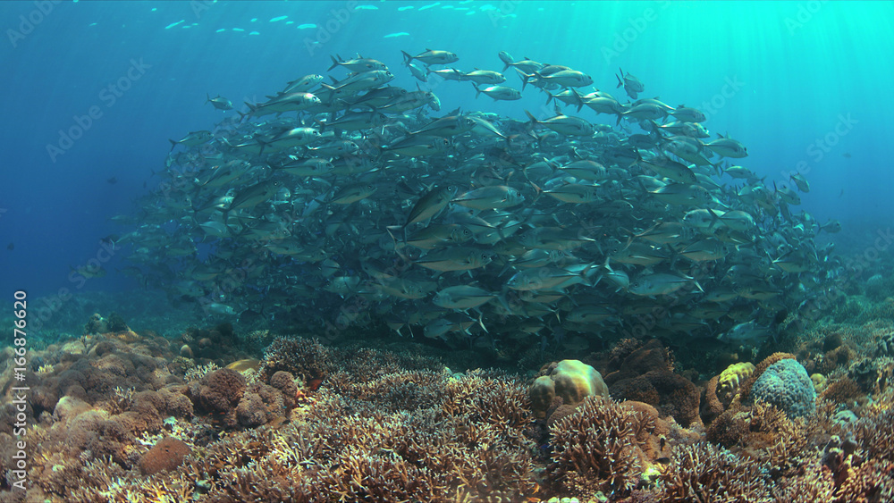 School of Big-eye Trevallies on a colorful coral reef.