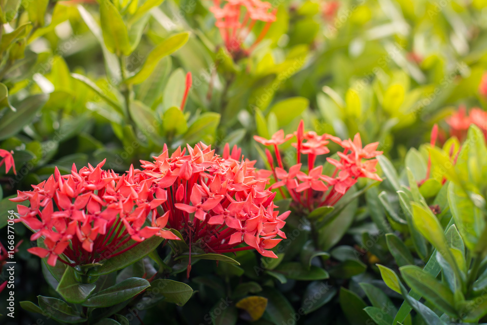 Ixora coccinea, small red flower so beautiful Ixora coccinea, small red flower so beautiful
