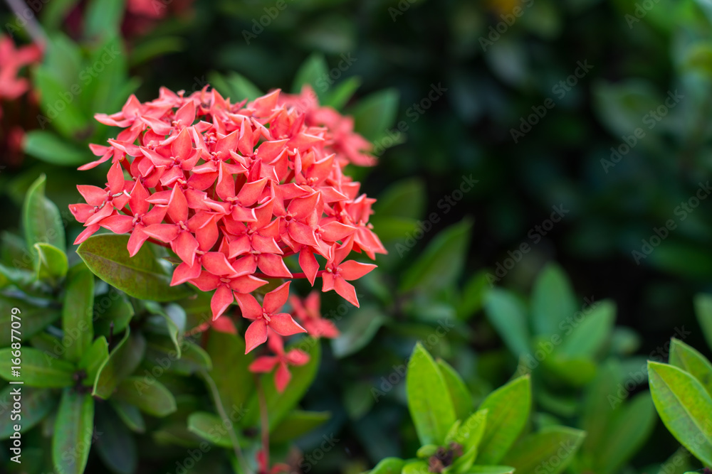 Ixora coccinea, small red flower so beautiful