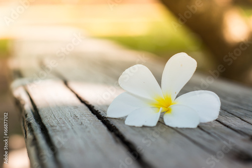 one white flower on wood