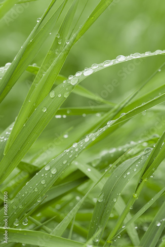 Green grass with water drops.