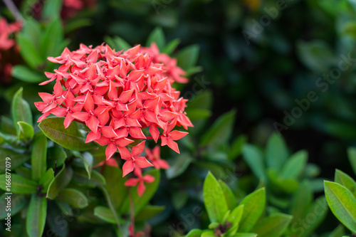 Ixora coccinea  small red flower so beautiful