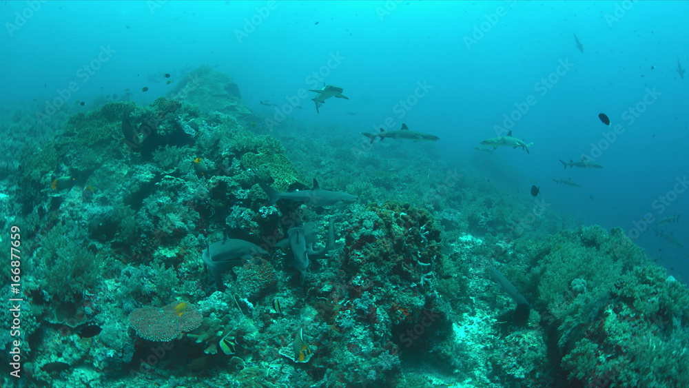 Whitetip Reef Sharks hunting on a coral reef.