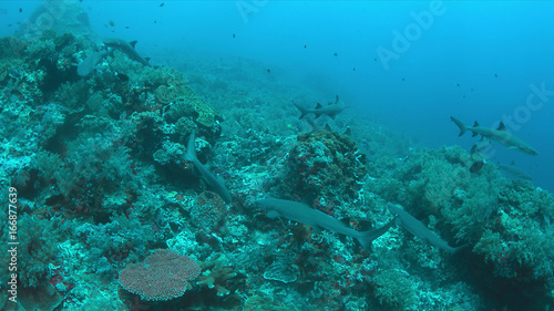 Whitetip Reef Sharks hunting on a coral reef.