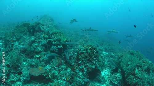 Fototapeta Naklejka Na Ścianę i Meble -  Whitetip Reef Sharks hunting on a coral reef.
