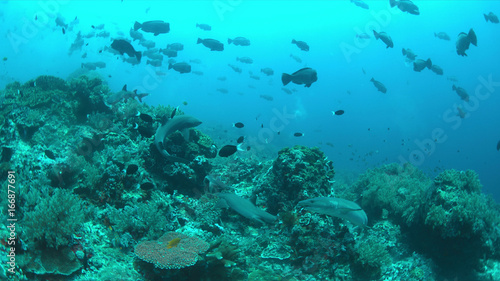 Fototapeta Naklejka Na Ścianę i Meble -  Whitetip Reef Sharks hunting on a coral reef.