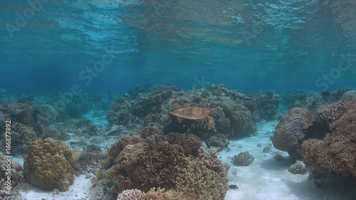 Hawksbill turtle swims on a colorful coral reef.