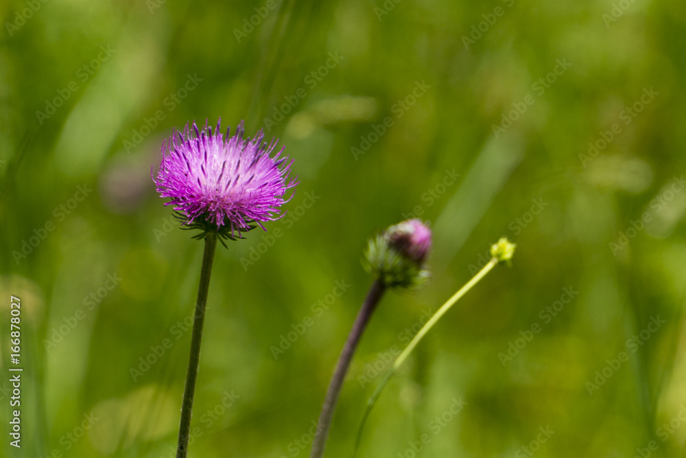 Rote Distel Rote Distel