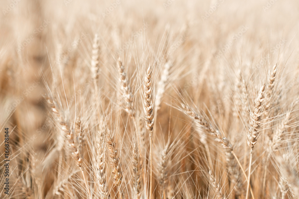 Wheat field. Ears of golden wheat close up. Rural Scenery under Shining Sunlight. Wheat field. Ears of golden wheat close up. Rural Scenery under Shining Sunlight.