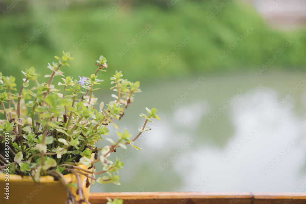 plant in flower pot on wood table with pond and garden view