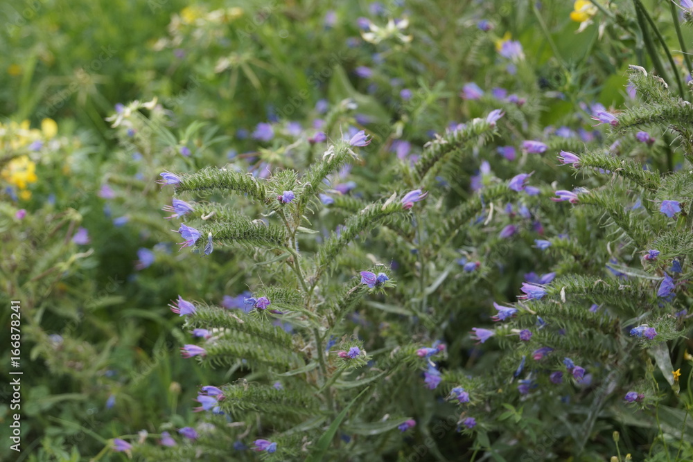 Obraz premium Gewöhnlicher Natternkopf - Echium vulgare