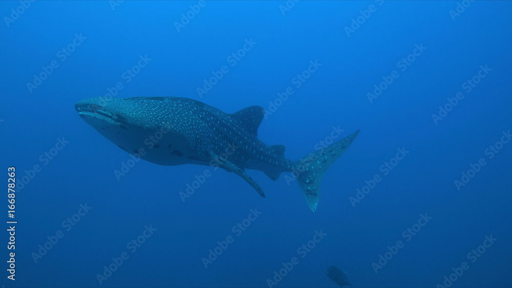 Naklejka premium Whale shark swims in blue water.