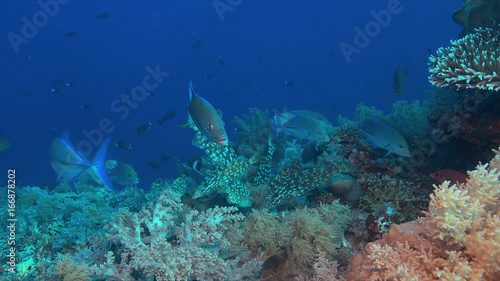 Emperor Snapper, Napoleon and Trevallies hunting on a coral reef.