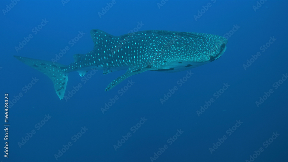 Whale shark swims in blue water. Whale shark swims in blue water.