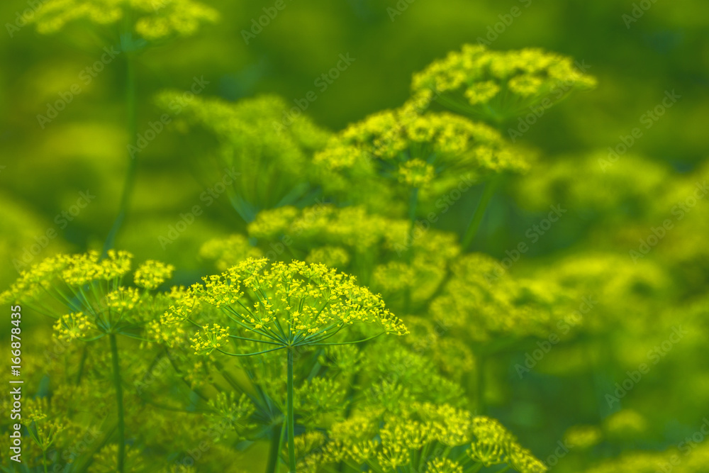 Yellow green flowers of dill (Anethum graveolens). Close up. Yellow green flowers of dill (Anethum graveolens). Close up.