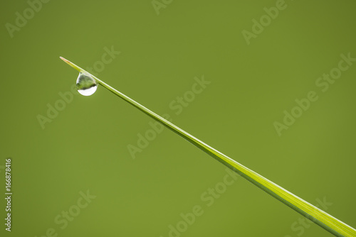 Straight blade of green grass with one water drop on tip © alessandrozocc