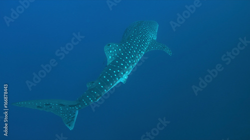 Whale shark swims in blue water.