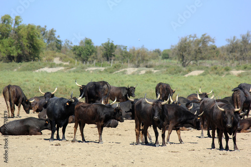 Bel élevage  en Camargue © helenedevun
