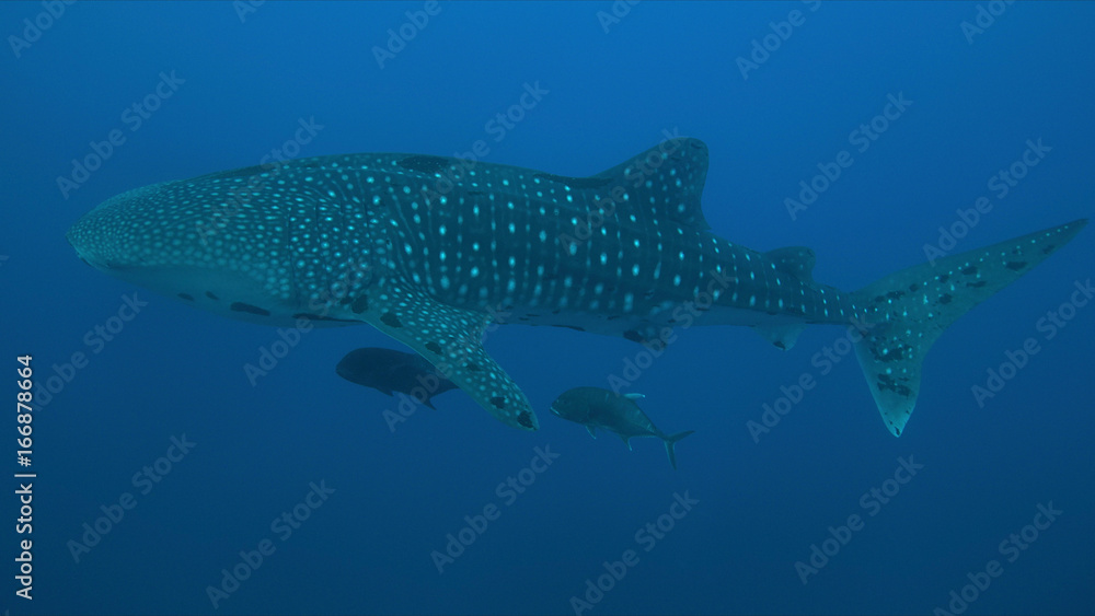 Obraz premium Whale shark swims on a coral reef.