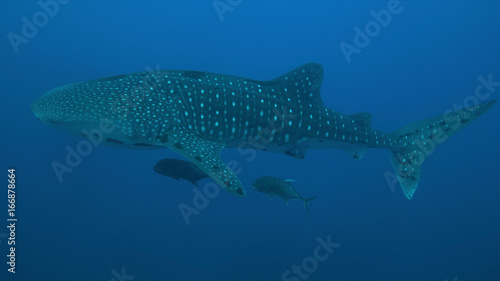 Whale shark swims on a coral reef.