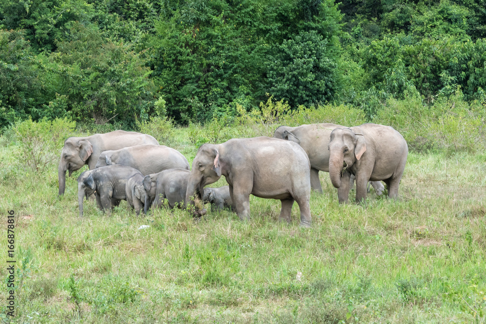 Fototapeta premium Wildlife of family Asian Elephant walking and looking grass for food in forest. Kui Buri National Park. Thailand.